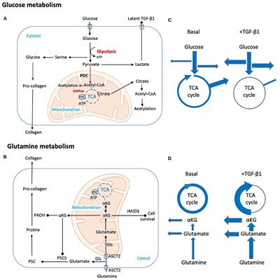 A Metabolic Reprogramming of Glycolysis and Glutamine Metabolism Is a Requisite for Renal Fibrogenesis—Why and How?